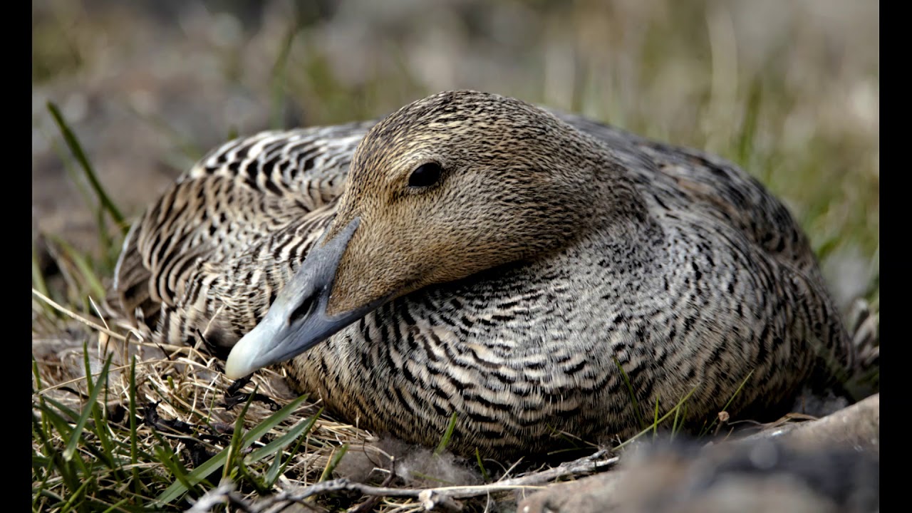 Oiseaux d'Islande Juin 2018. Birding in Iceland