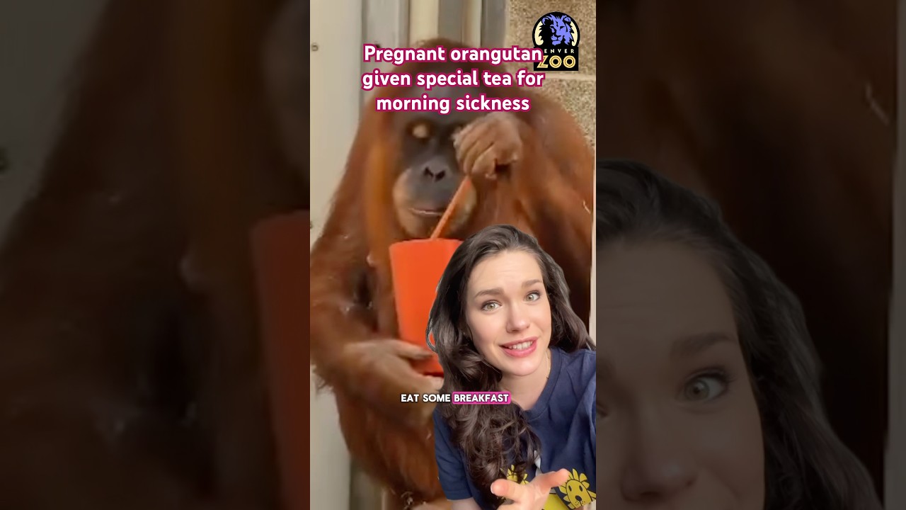 🦧Pregnant orangutan gets special tea for morning sickness 