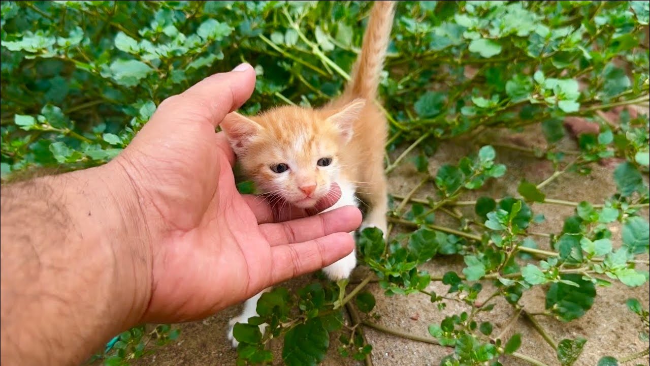 Aid The Homeless Kittens Yearning For Their Mother's Love