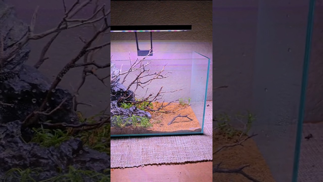 Setting up my 7 gallon #fishtank #aquarium #aquascapeaquarium #aquascaping #aquascape #fishkeeping