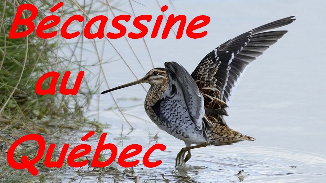 Chasse de la bécassine au Québec,vieux reportage 😍😍