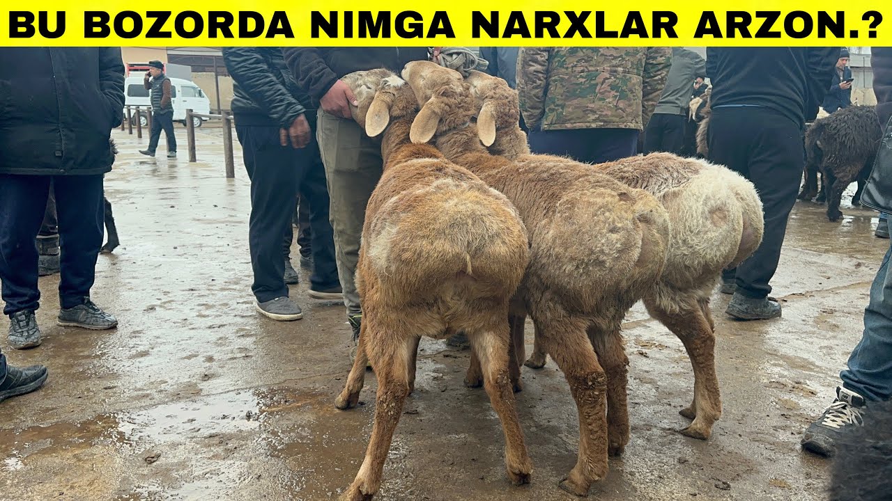 Narxlar Bugun Oladigon Boldi😱Tepaqorg’on Qoy Bozori#2026 #2025 #qoybozor 