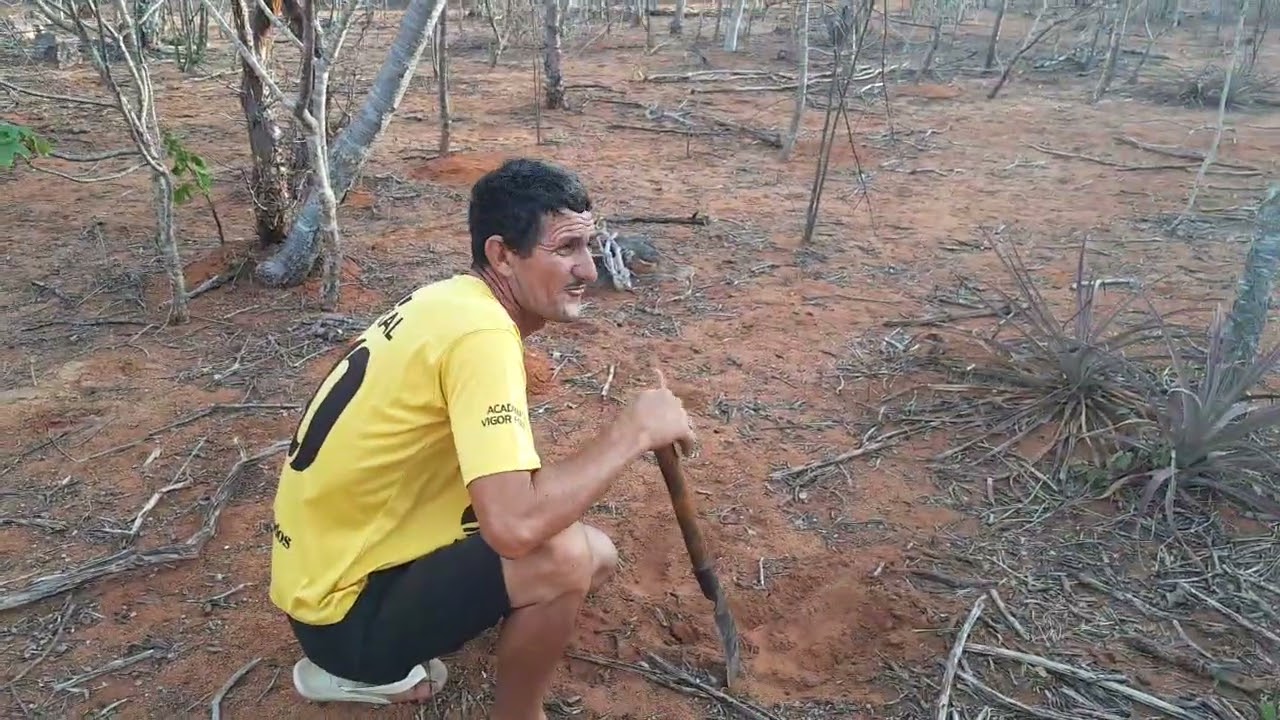 Benedito colocando maniçoba pro gado 