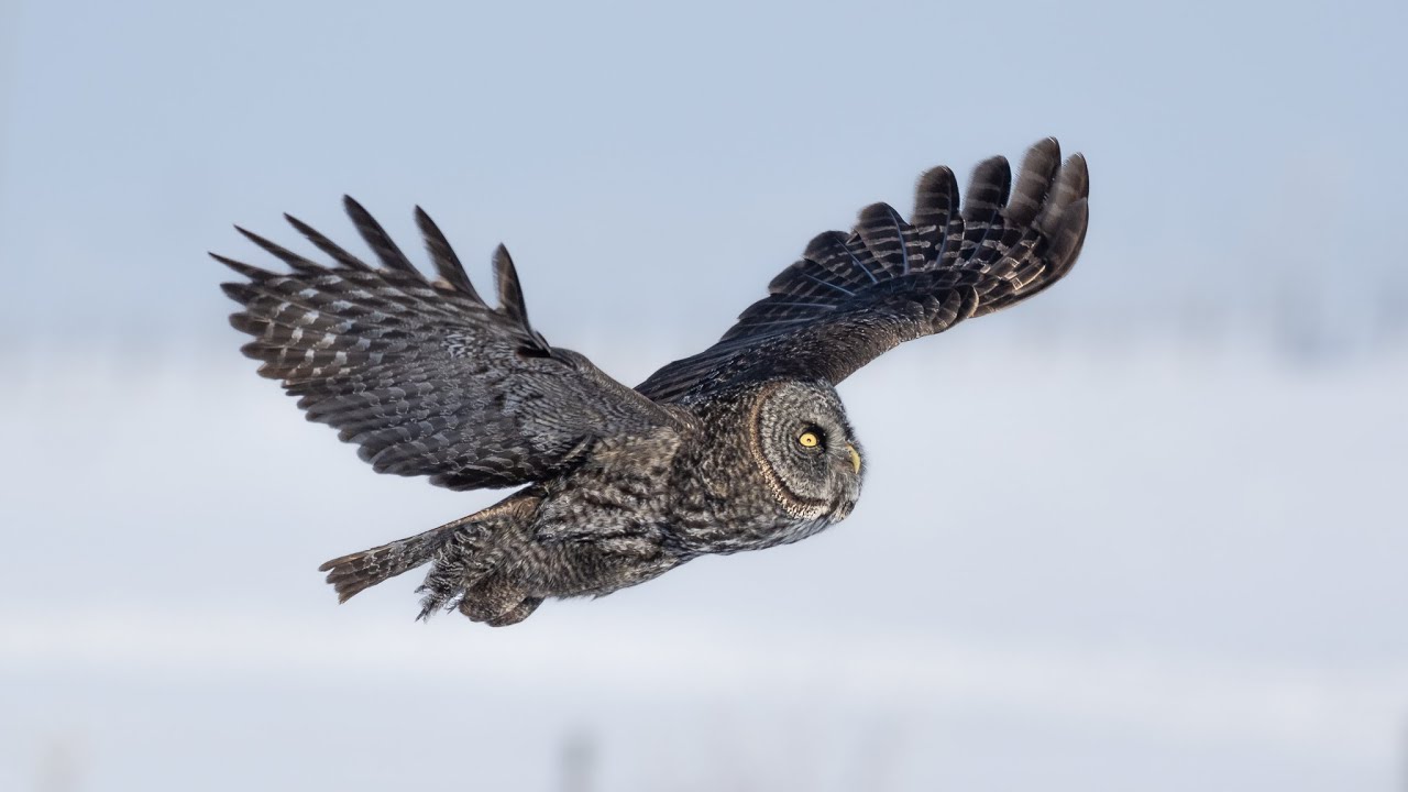 2024/2025 Edmonton Area Owl Compilation