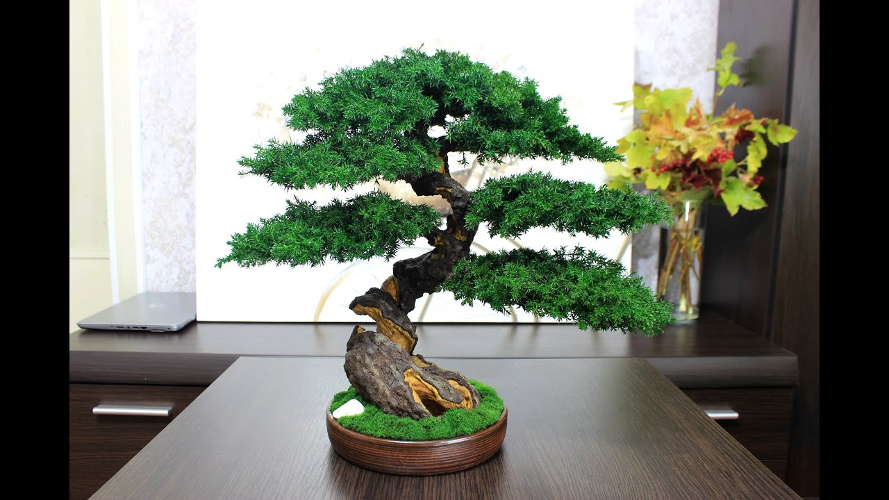 Preserved mini Bonsai Tree - simply the best decor for your interior! 15,75" 40 cm.