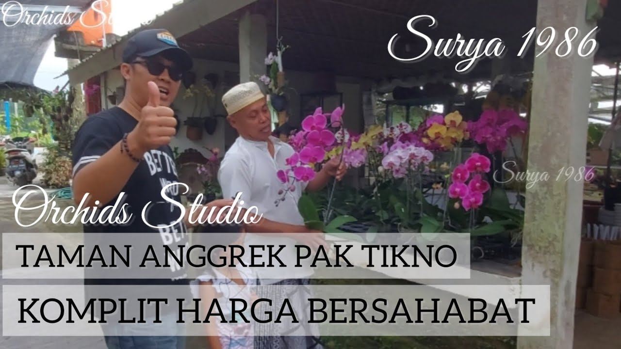 Anggrek Murah Pak Tikno Pusatnya Anggrek Dan Tanaman Hias di Semarang