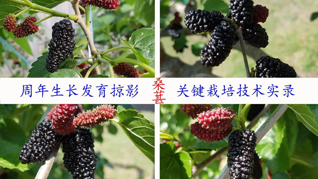 Eng Sub 从修剪到丰收，见证桑葚全年生长发育之奇妙 领略桑葚周年种植技术之全部 A Year of Wonders & Growing Techniques of a Mulberry Tree