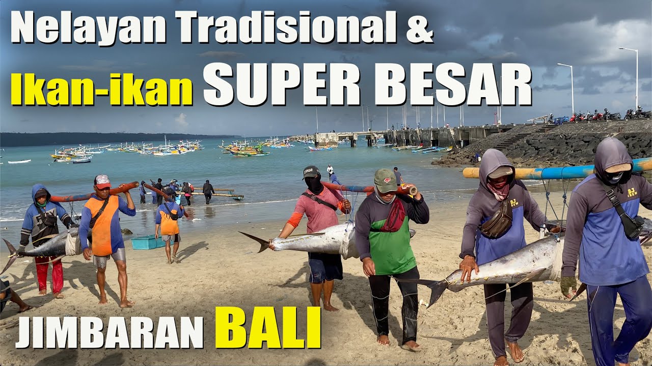 IKAN TUNA SUPER BESAR Tangkapan Nelayan Kedonganan Jimbaran Bali #wibikembara #ikanlaut #pesonabali