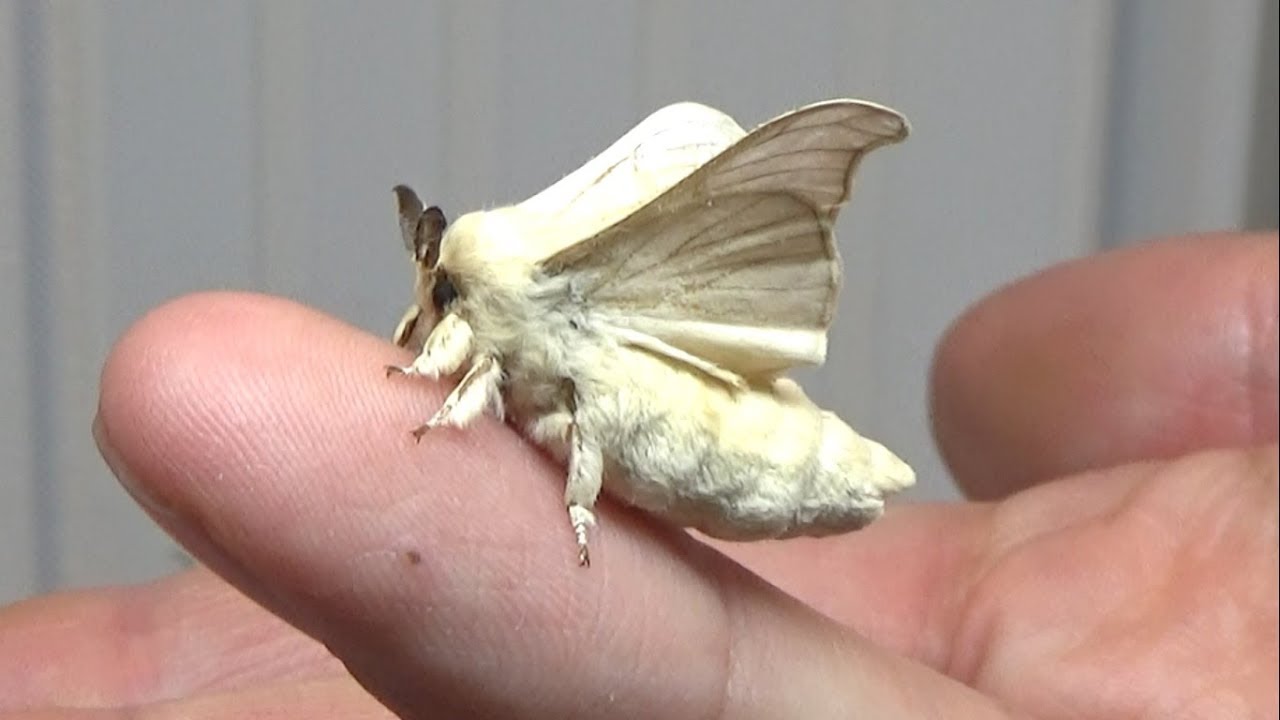 天使のように可愛いカイコに癒される