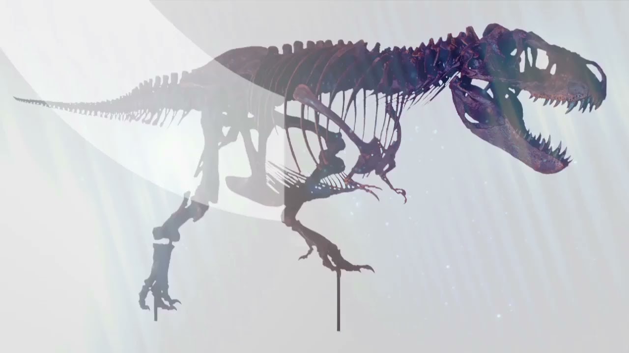 BHI Mounts at HMNS