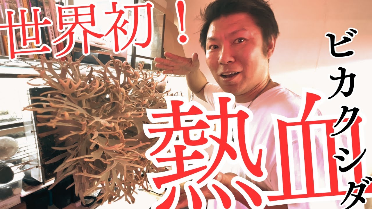 【ビカクシダ】ドワーフ爆速育成方法を大公開！？「熱血」アジュさんのビカクシダナーセリーに初潜入！