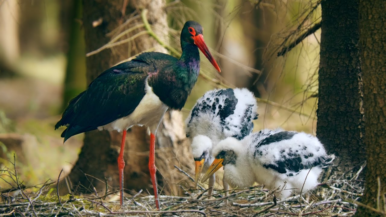 Black Stork Nesting on the Ground ~ Ciconia nigra