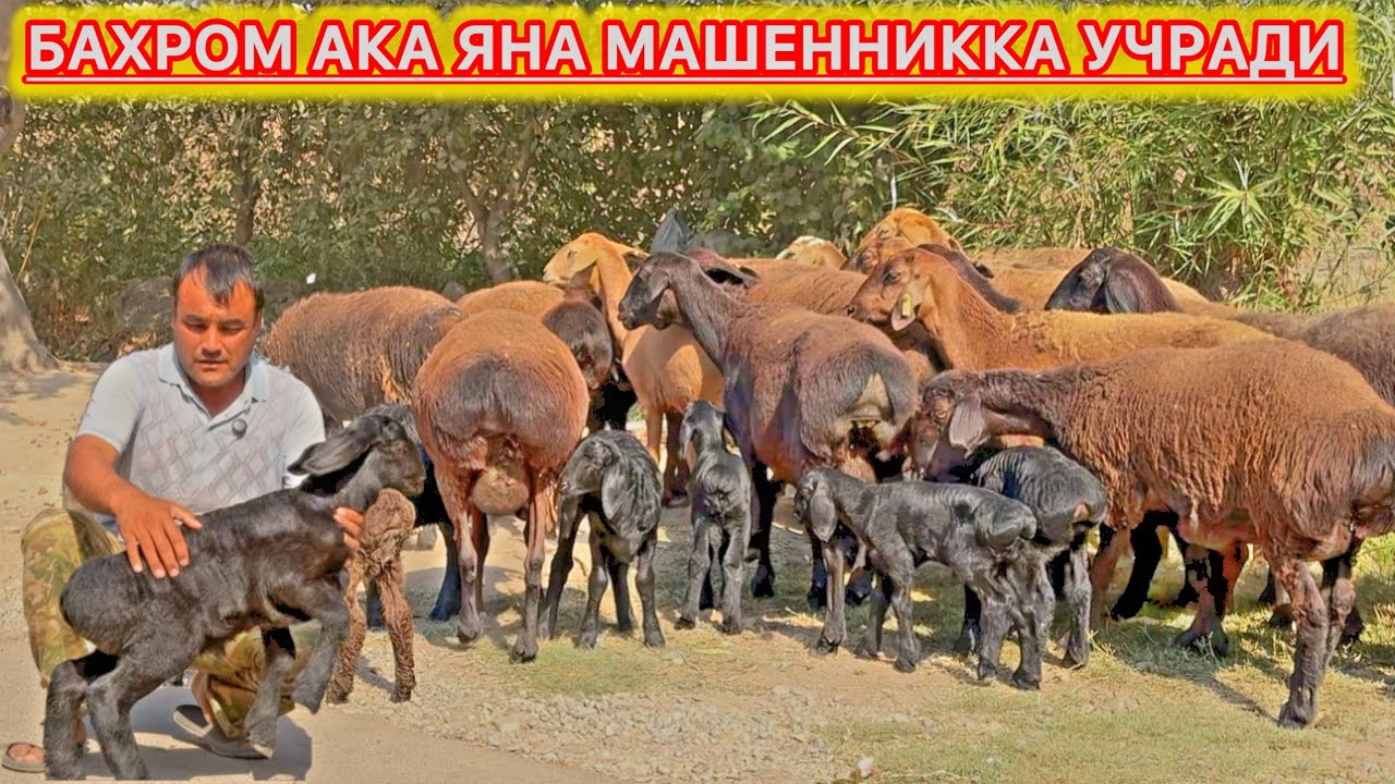 БАХРОМ АКА ЯНА МАШЕННИККА УЧРАДИ
