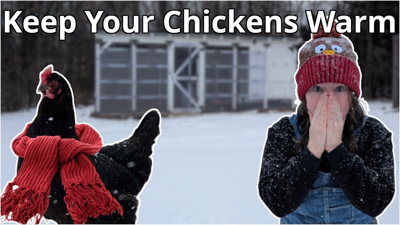 How To Keep Chickens WARM Without Electricity