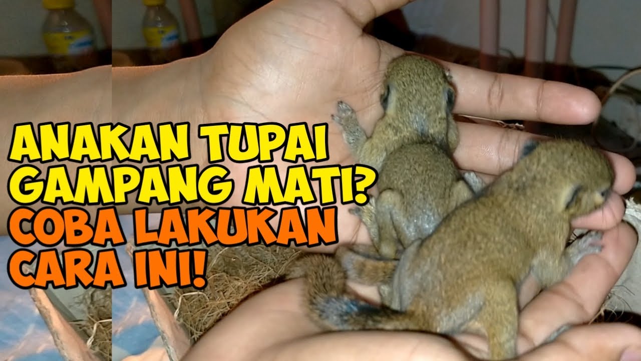 CARA MUDAH MELOLOH ANAKAN TUPAI