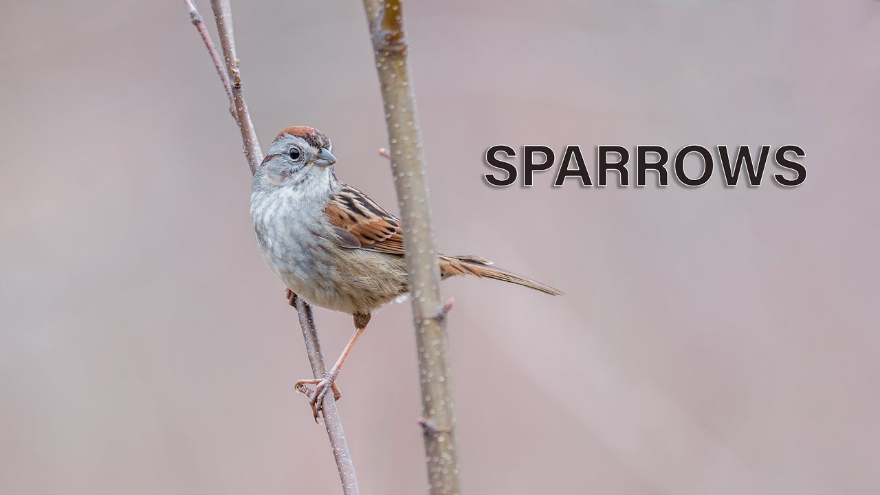 SPARROWS