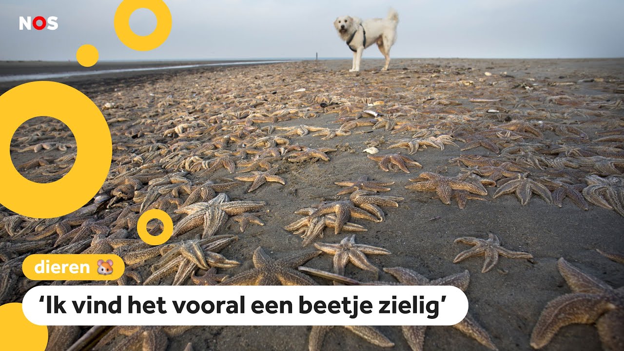 Strand ligt vol met honderdduizenden zeesterren: 'Wel bizar'