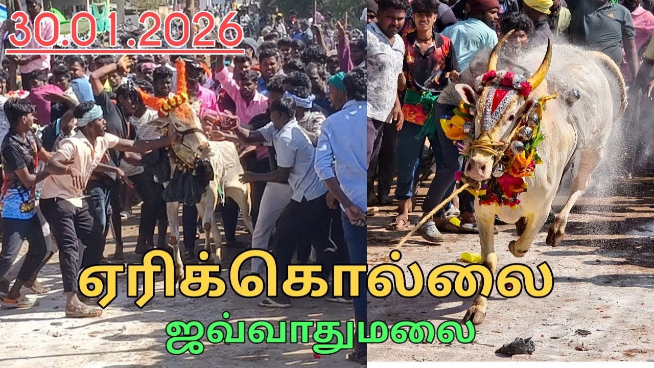 30.01.2026 ஜவ்வாதுமலை ஏரிக்கொல்லை எருதுக்கட்டு