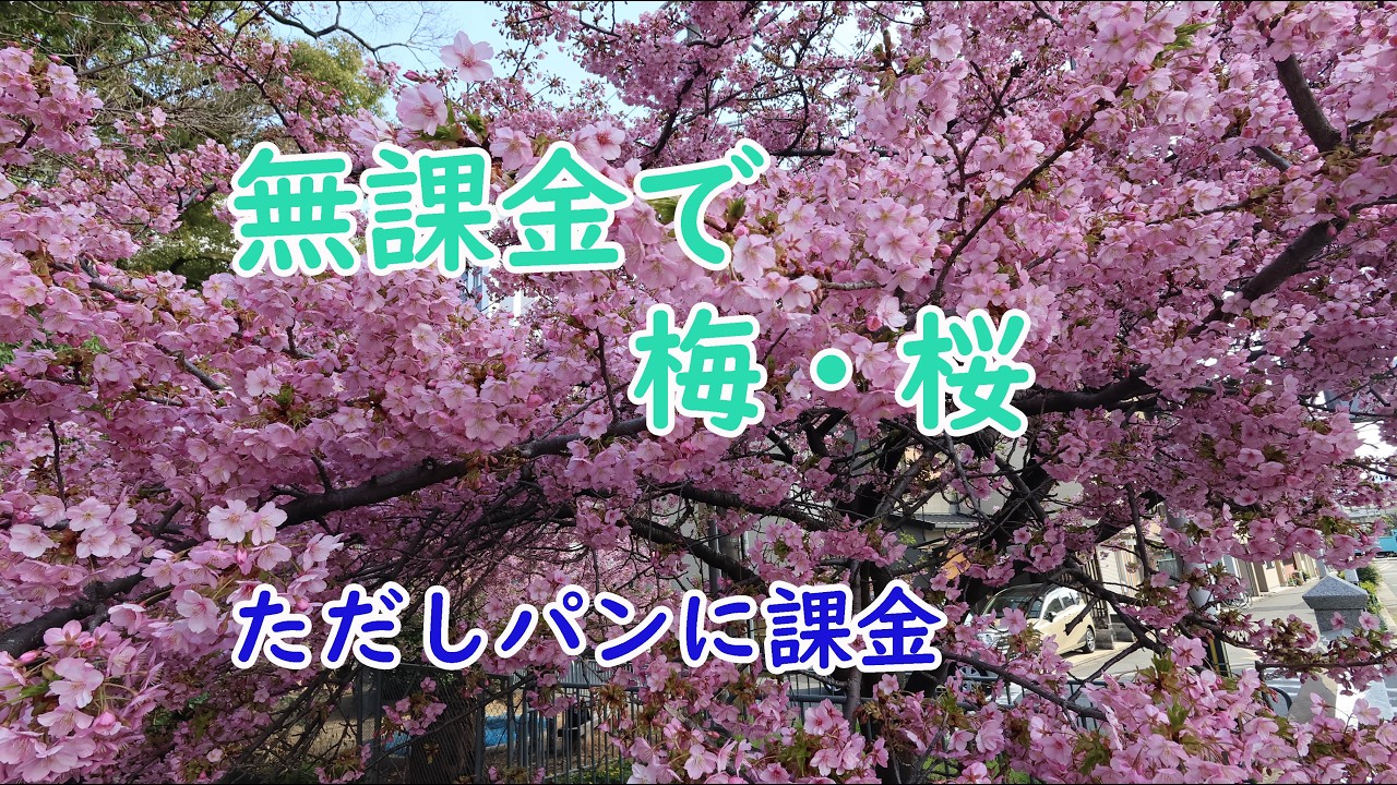 （京都）無課金で梅と桜を見た！ただしパンに課金