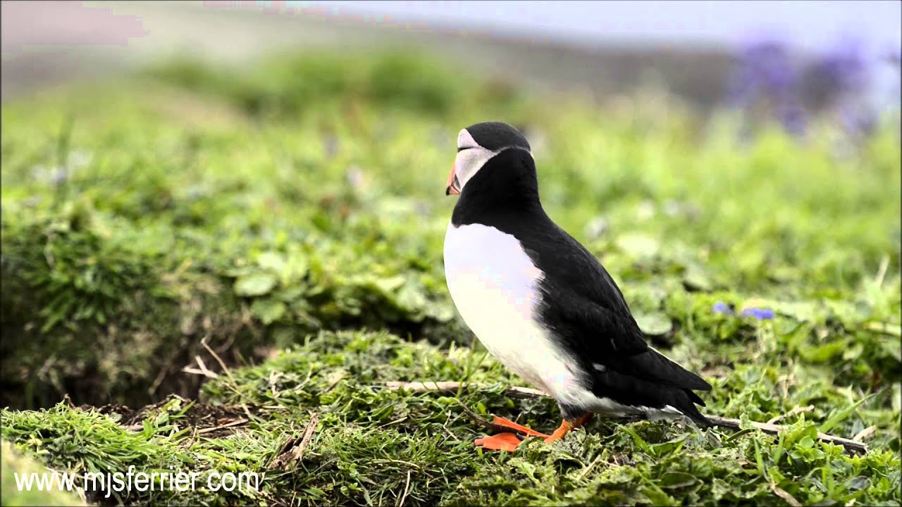 Puffins Lunga - MJSFerrier
