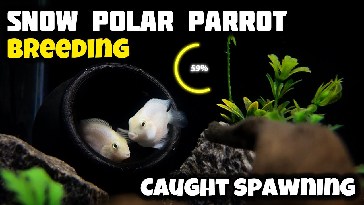 My Snow Parrot Fish Laid So Many Eggs | Snow Polar Parrot Breeding - Imran's World