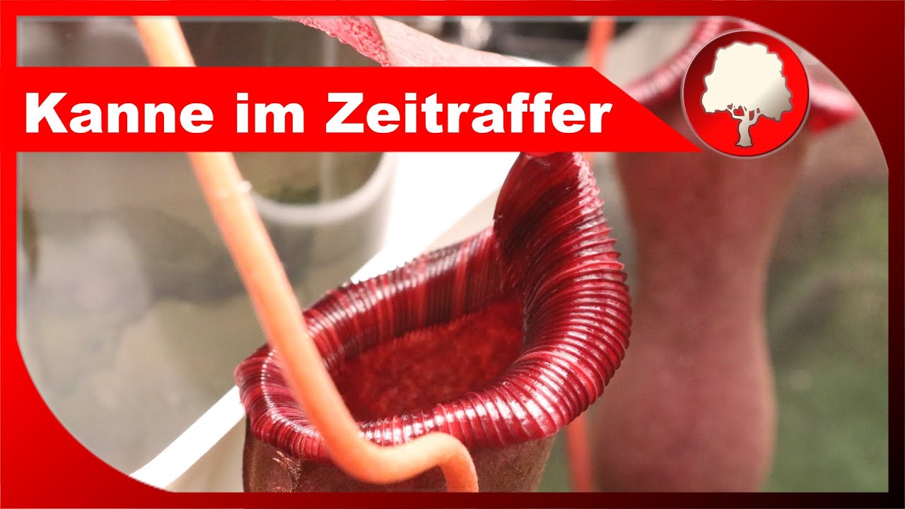 New pitcher TIME LAPSE - Nepenthes grows new pitcher - pitcher plant