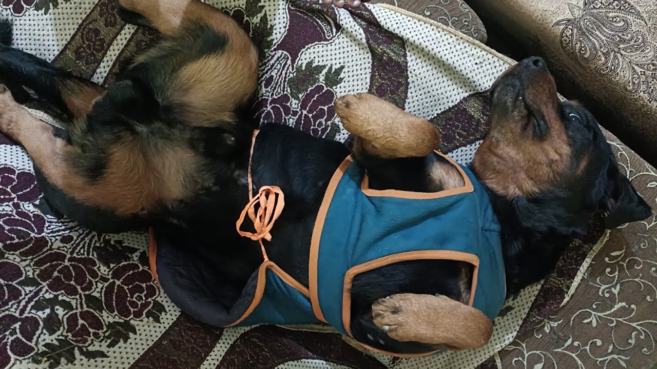 Bruno humesha masti me hi rhta hai // dog vlog 
