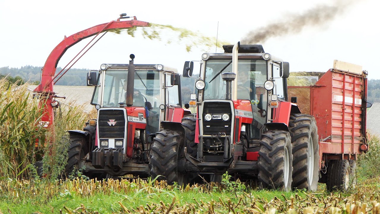 Massey Fergsuon 2640 & 2725 in the field Chopping Corn