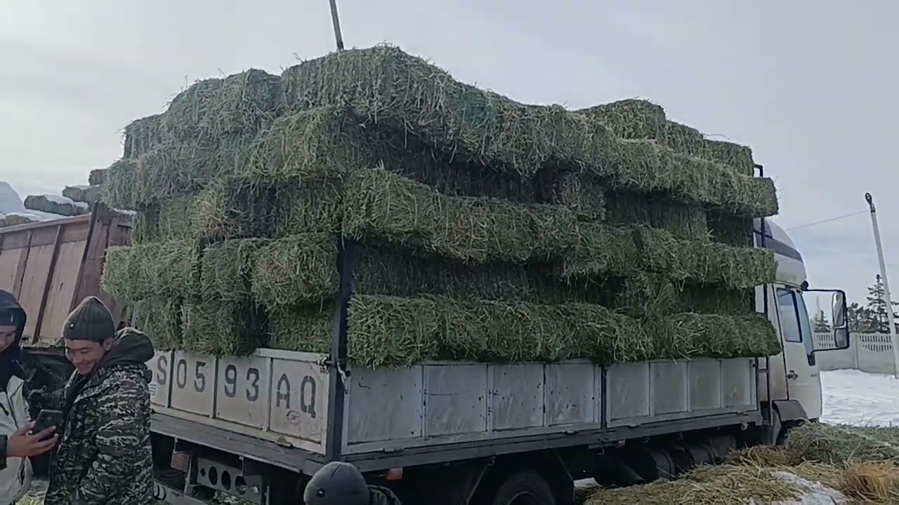 24 январь 2026 жыл токмок чөп базары