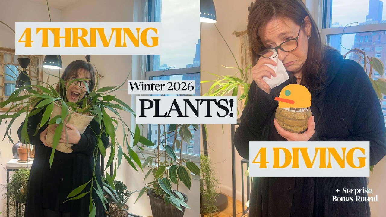 4 Plants Thriving and 4 Plants Diving - Winter 2026 NYC