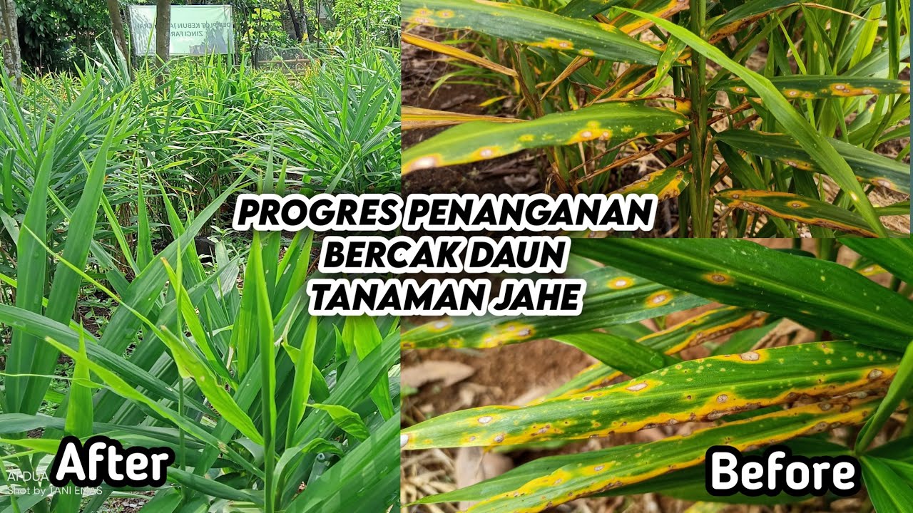 PROGRES PENGENDALIAN PENYAKIT BERCAK DAUN TANAMAN JAHE