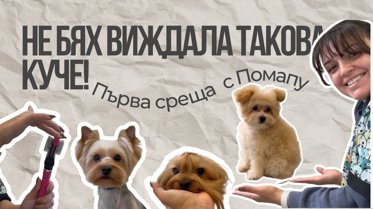 Влог от салона: Не бях виждала такова куче досега! 🐶 Първата ми среща с Помапу