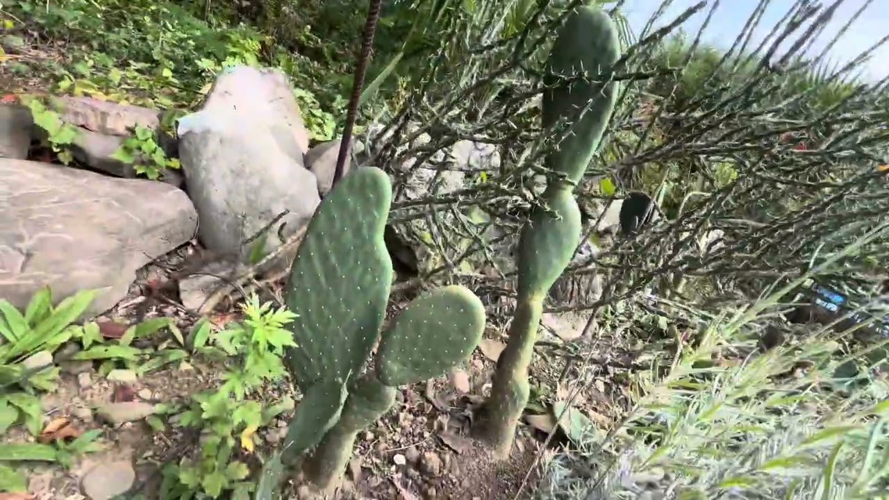 Hardy Cactus in New York