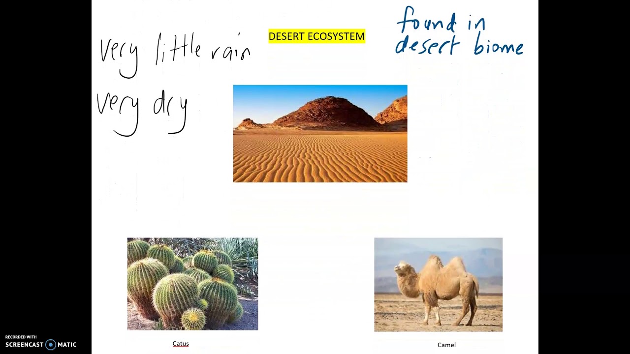 KS3 Science ECOSYSTEMS with examples of desert and Tropical Rainforest