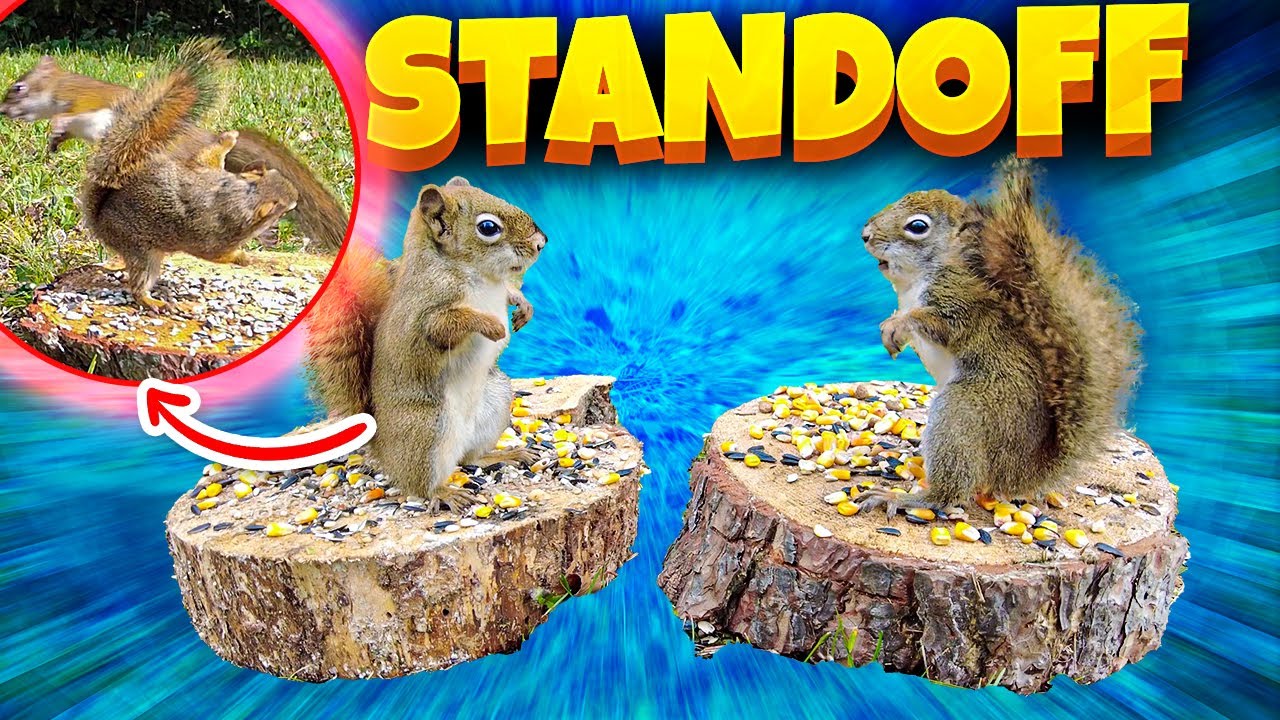 The Ultimate Showdown: Squirrel vs Squirrel (Rat Face vs Scum Bag)