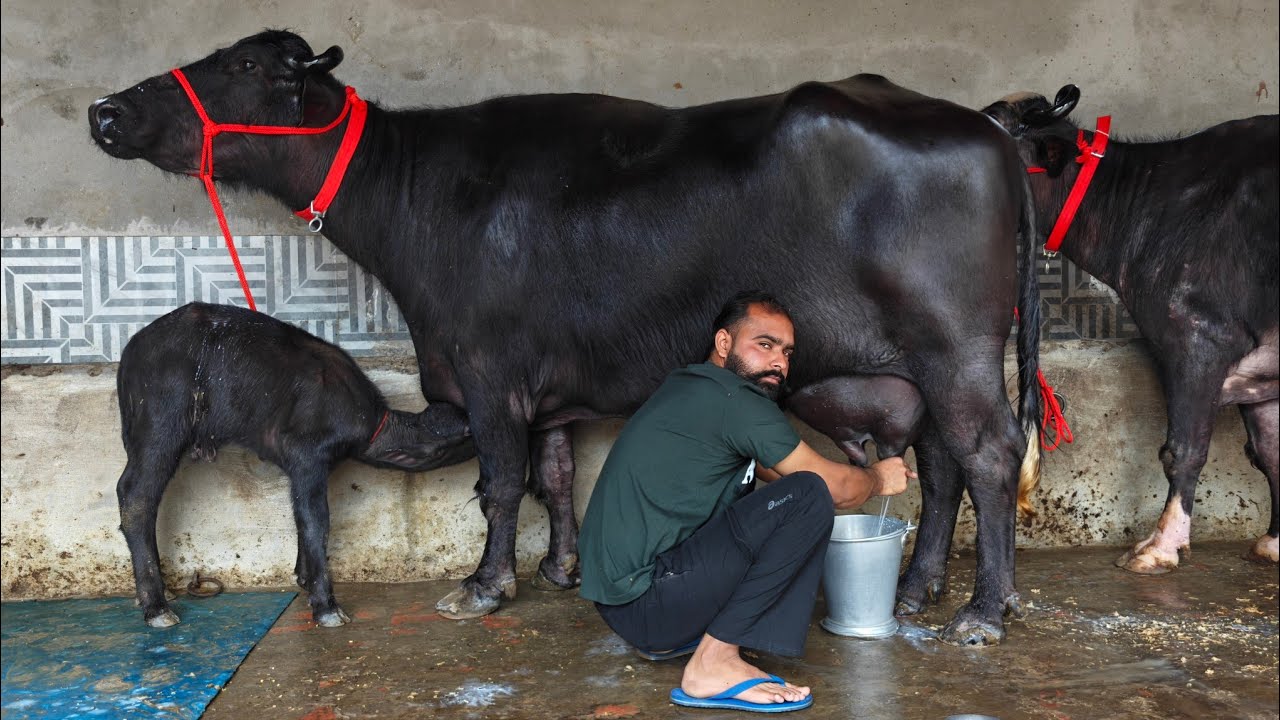 3 Buffaloes for sale, 3 ਮੱਝਾਂ ਵਿਕਾਊ 