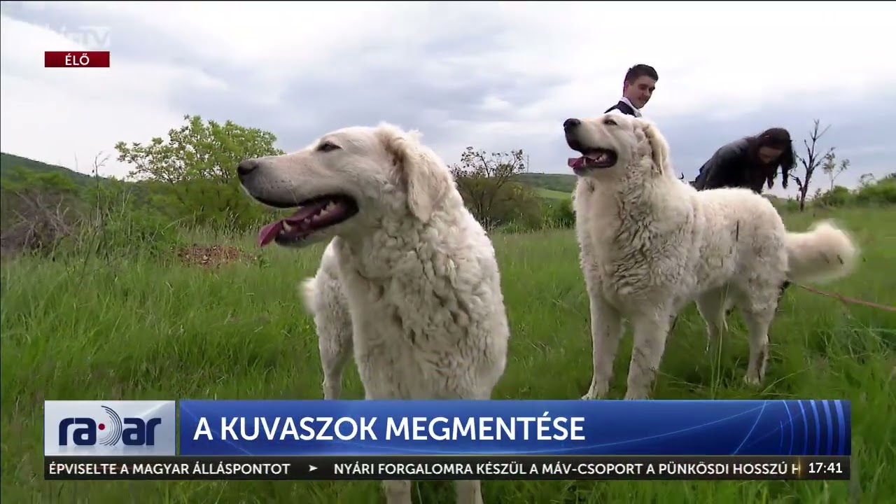 Kuvasz: a történelmi magyar fajta megmentése - HÍR TV+
