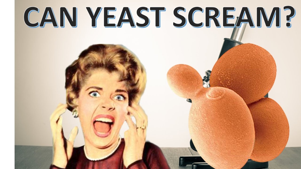 Can yeast Scream? Screaming At Yeast and Weird Beer SCIENCE