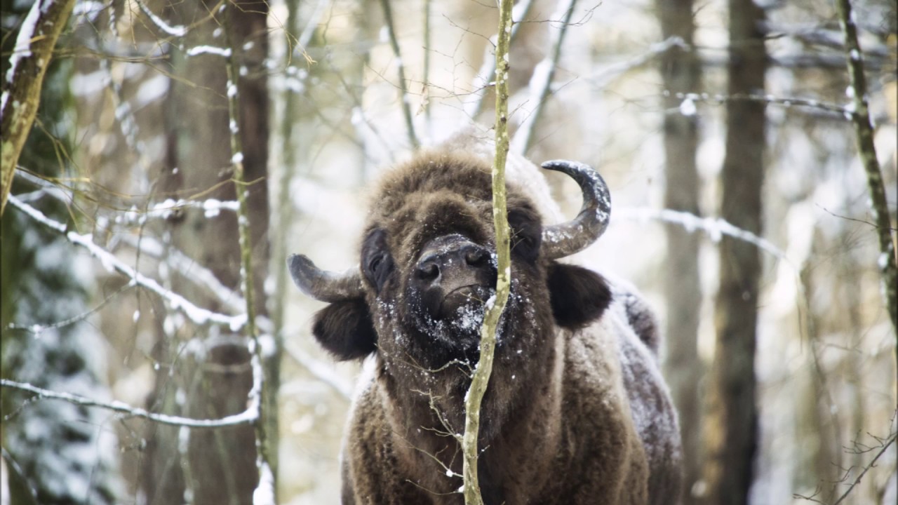 Bialowieza Expedition 2017 European Bison