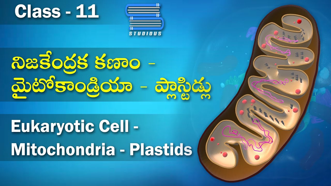 మైటోకాండ్రియా - ప్లాస్టిడ్లు | Mitochondria and Plastids | Biology Telugu | Bipc | Inter 1 Year