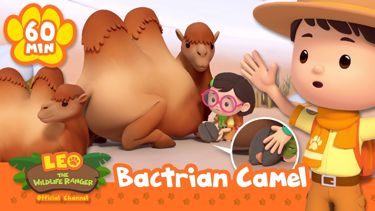 Leo Saves a Camel from a Splinter! | Full Episodes | Leo the Wildlife Ranger | Cartoons for Kids