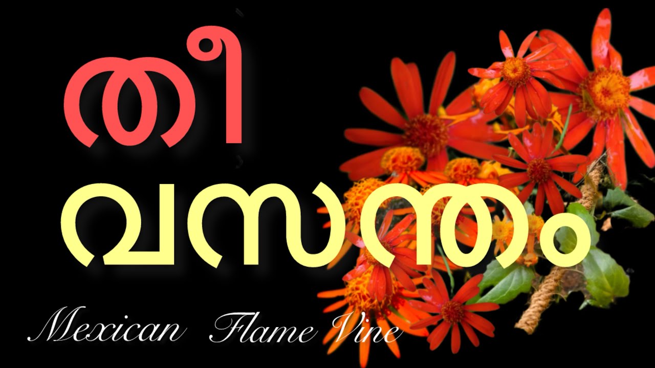 എന്റെ ഗാർഡനിൽ തീ വസന്തമൊരുക്കി Mexican flame vine പൂത്തപ്പോൾ/ വർഷം മുഴുവനും പൂവിടുന്ന ക്രീപ്പർ ചെടി👍