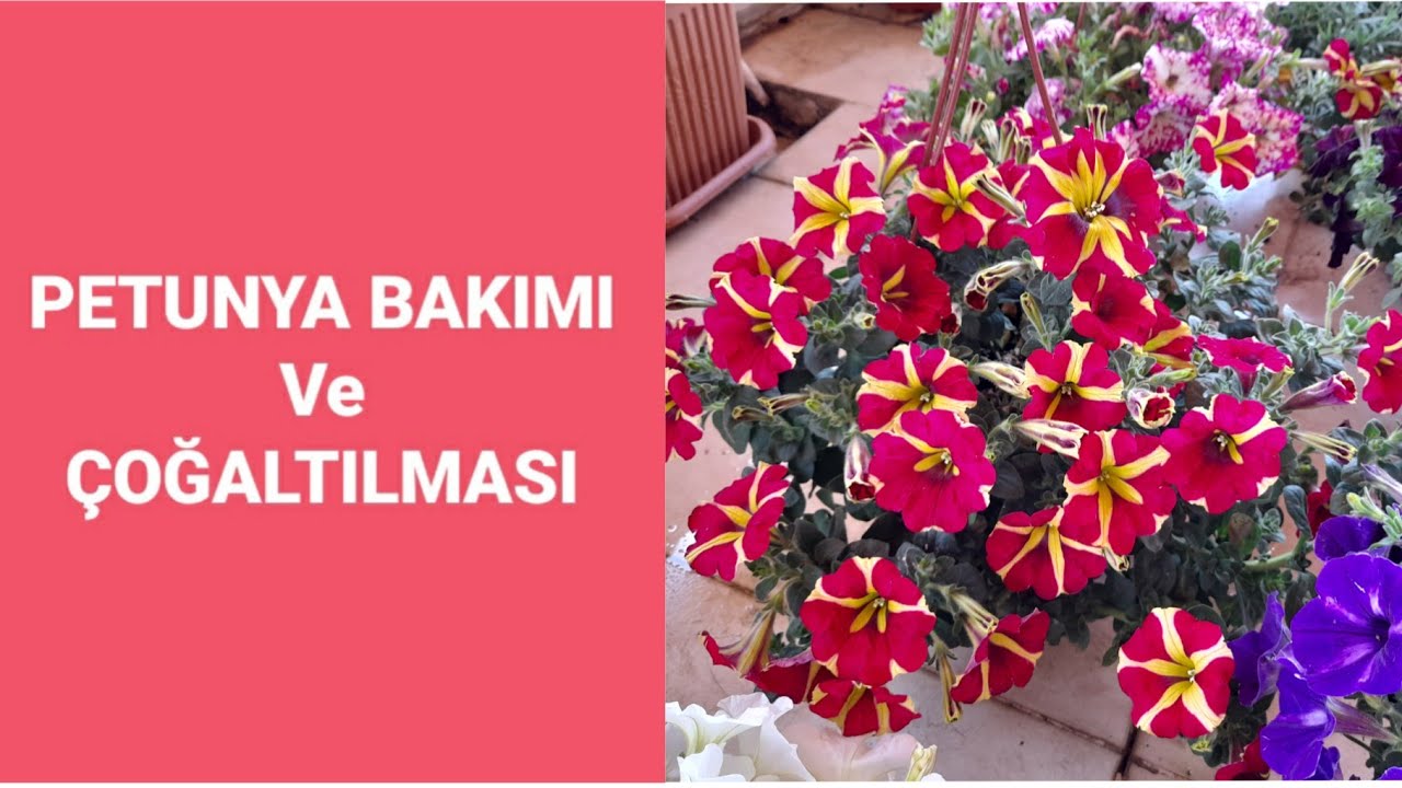 Petunya bakımı ve çoğaltılması#petunyabakımı#petunyaçoğaltılması#çiçekbakımvideoları