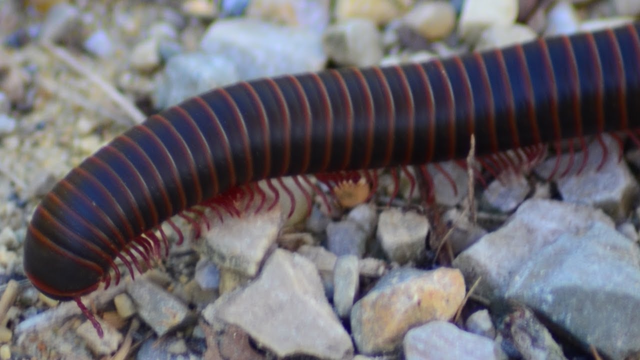 Millipede walking / crawling with legs moving