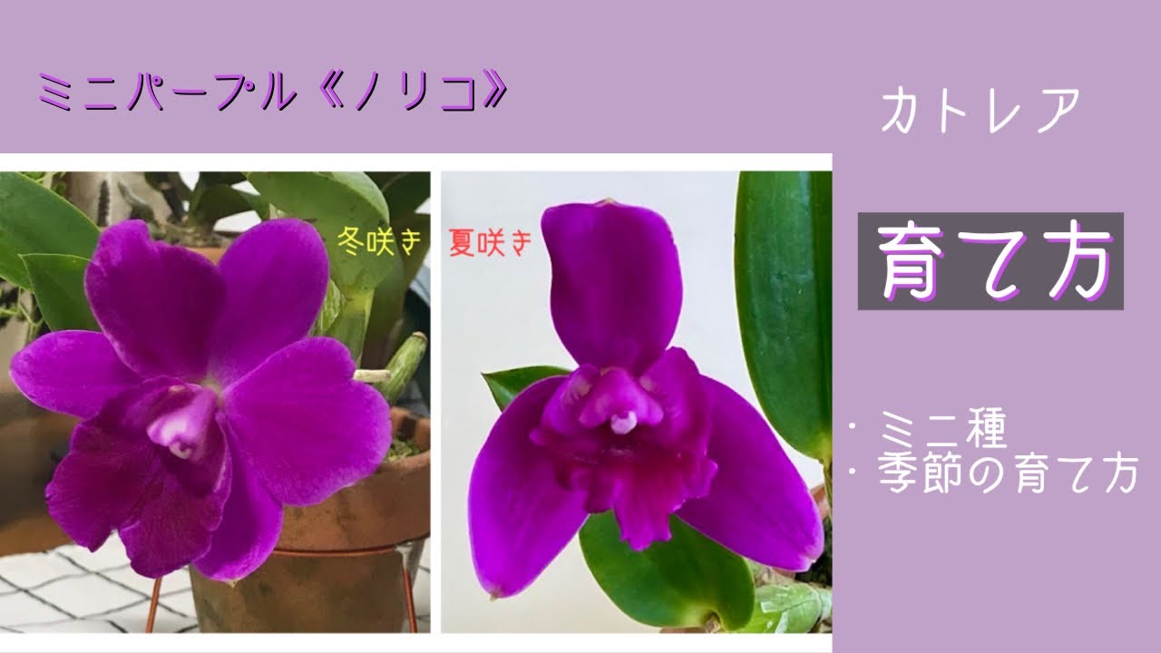 2021年11月21日　【ミニカトレアの育て方】　春夏秋冬の対応策　カトレアはお日様が大好き！　蘭は温度が要ですから季節ごとの注意が必要　カトレアの根は新芽🌱に出る　・ノリコ　・マイカイ《マユミ》