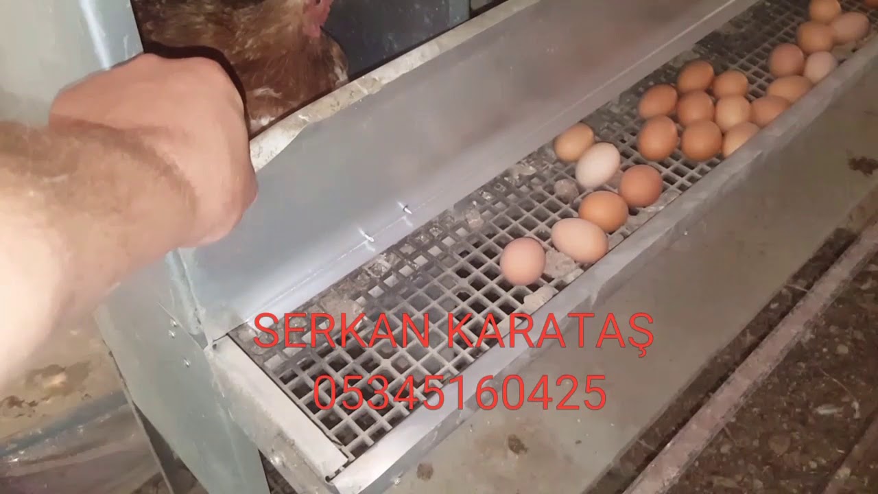 Otomatik hazneli galvaniz tavuk folluğu