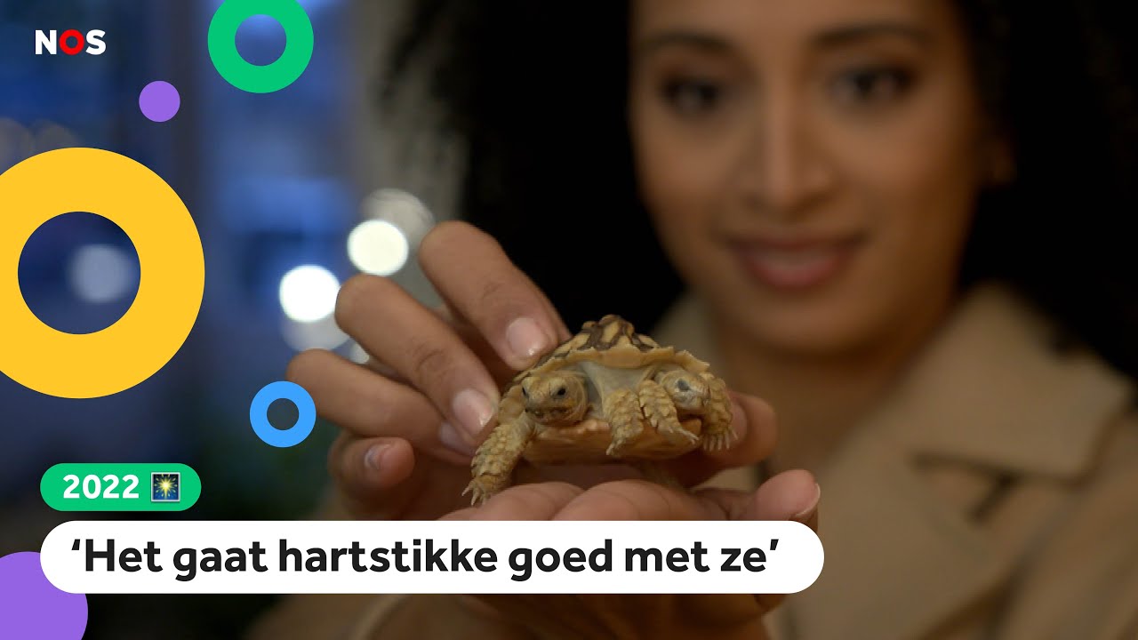 Kinderen kiezen schildpad met 2 koppen als dierennieuws van 2022