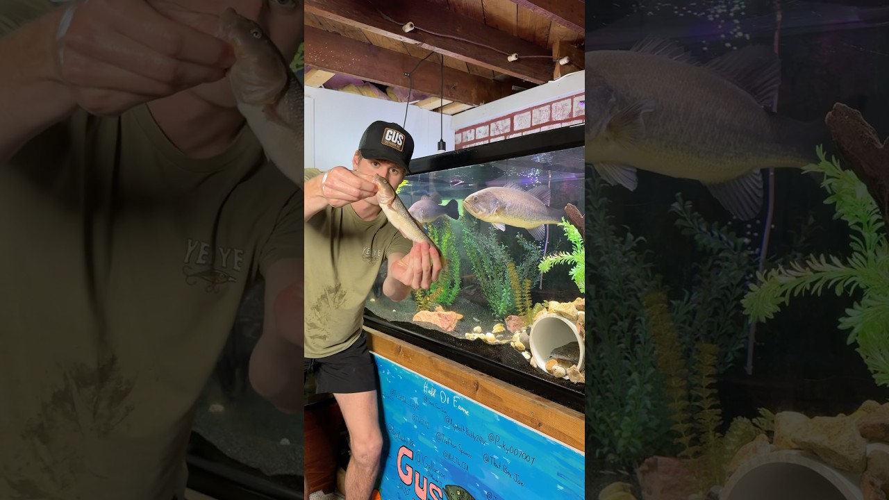 Will my PET BASS eat something HALF his SIZE??!!