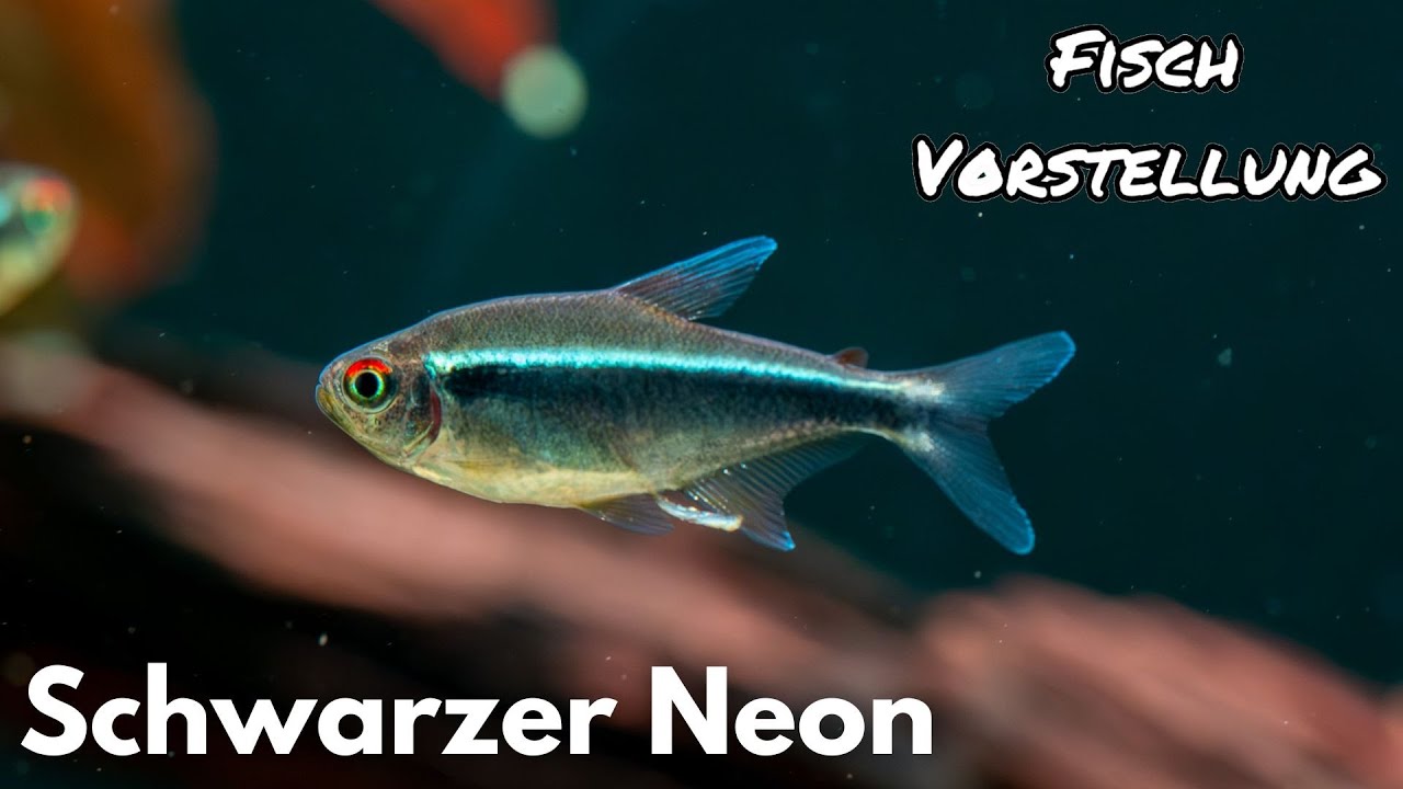 Schwarzer Neon - Hyphessobrycon herbertaxelrodi | Liquid Nature Fisch Vorstellung