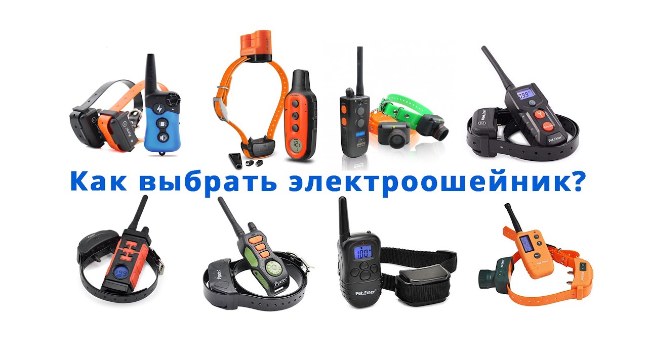 Как выбрать электроошейник для собак?